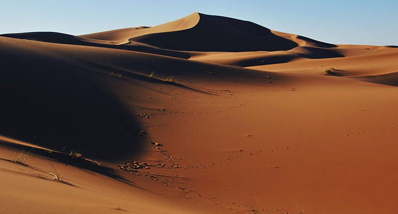 cat draa desert 1