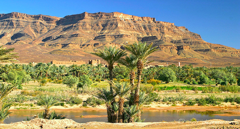 cat draa desert 2