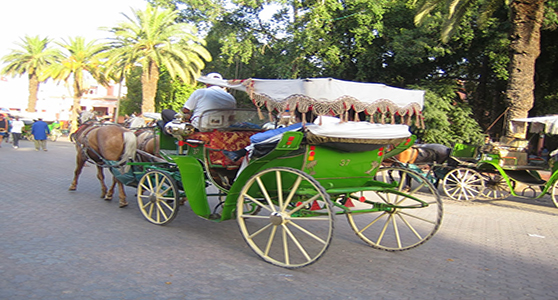 Tour en Calèche Marrakech